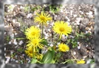 Inula Helenium (Elecampane) 10+ seeds