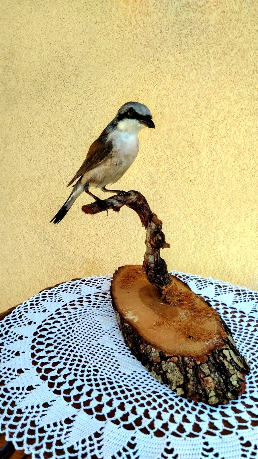 TROFEO DI CACCIA ESEMPLARE AVERLA CAPIROSSA TASSIDERMIA TAXIDERMY BIRD UCCELLO