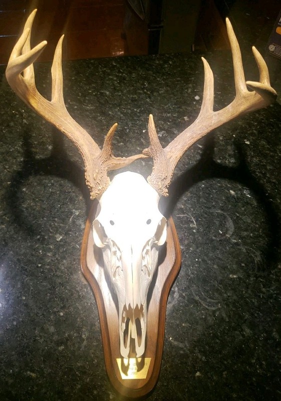 NON TYPICAL WHITETAIL DEER SKULL TEXAS TAXIDERMY MOUNT 12 PT FREAK LQQK