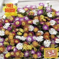 Fresh Ice Plant Seeds | Heirloom Non-GMO | Groundcover | Flower Seeds