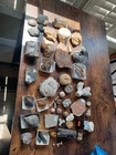Lot Of Various Ancient Fossils From Plants And Animals/Organisms