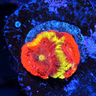 Corals of Eden ~ WYSIWYG Live Coral Frag ~ Yellow Jacket Bejewed Favia Coral — photo 3
