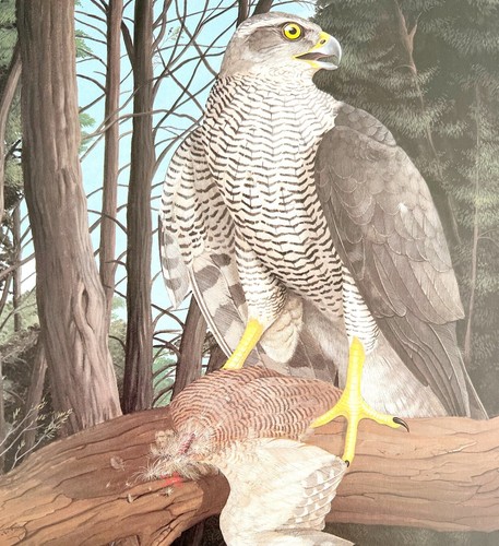Goshawk And Prey Art Print Color Plate Birds Of Prey Vintage Nature 1979 DWT11B