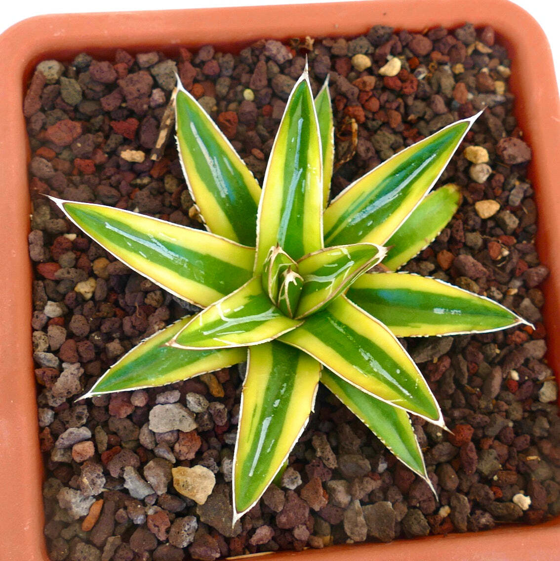 Agave victoriae-reginae cv "Shin Yuki Yama" - -