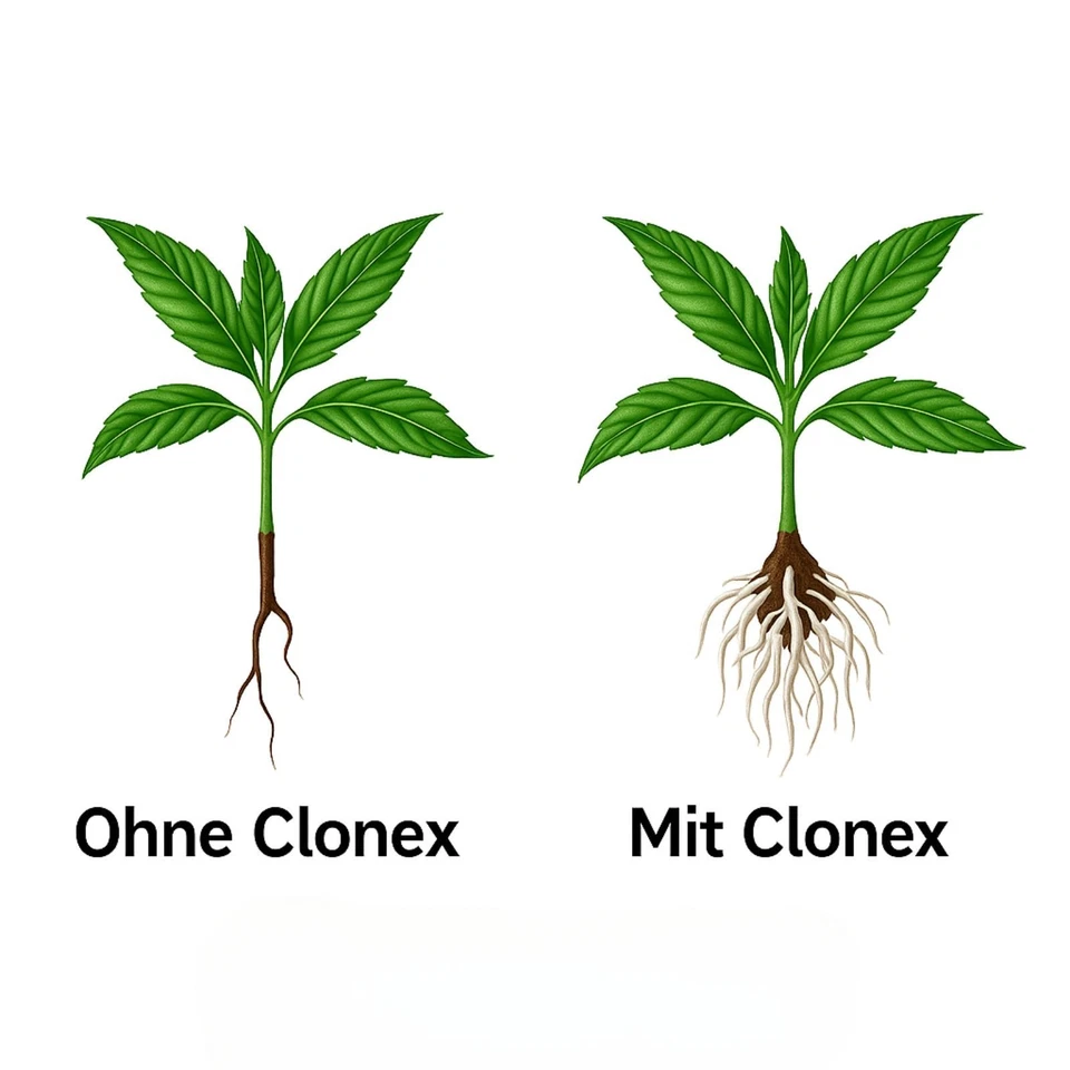 Clonex Mist Bewurzelungspulver für Stecklinge Wurzelaktivator Bewurzelungshormon - Bild 4 von 4