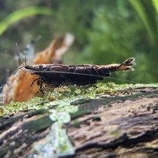 5 1 Wild Type Dwarf Shrimp Neocaridina Davidi USA Hobbyist Bred High Quality