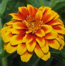 PERSIAN CARPET  ZINNIA FLOWER SEEDS 100+ WILDFLOWER annual GARDEN Free Shipping