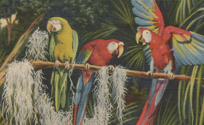 Macaw Flexing to Friends at Parrot Jungle Miami Florida Linen Vintage Post Card