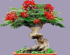 Flamboyant Flame Tree Seeds to Grow | 20 Seeds | Delonix regia, Prized Bonsai