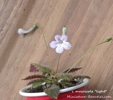 Micro Mini Sinningia Muscicola Light s.e.eds tuberous terrarium Tariffs included