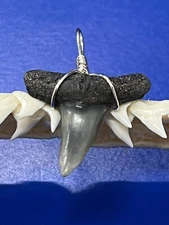 SHARK TOOTH PENDANT Fossilized 1 Inch Upper LEMON Shark Tooth 