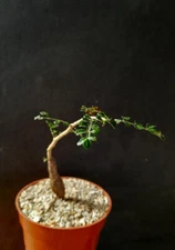 Operculicarya decaryi exotic rare madagascar natural bonsai plant caudex  4" pot