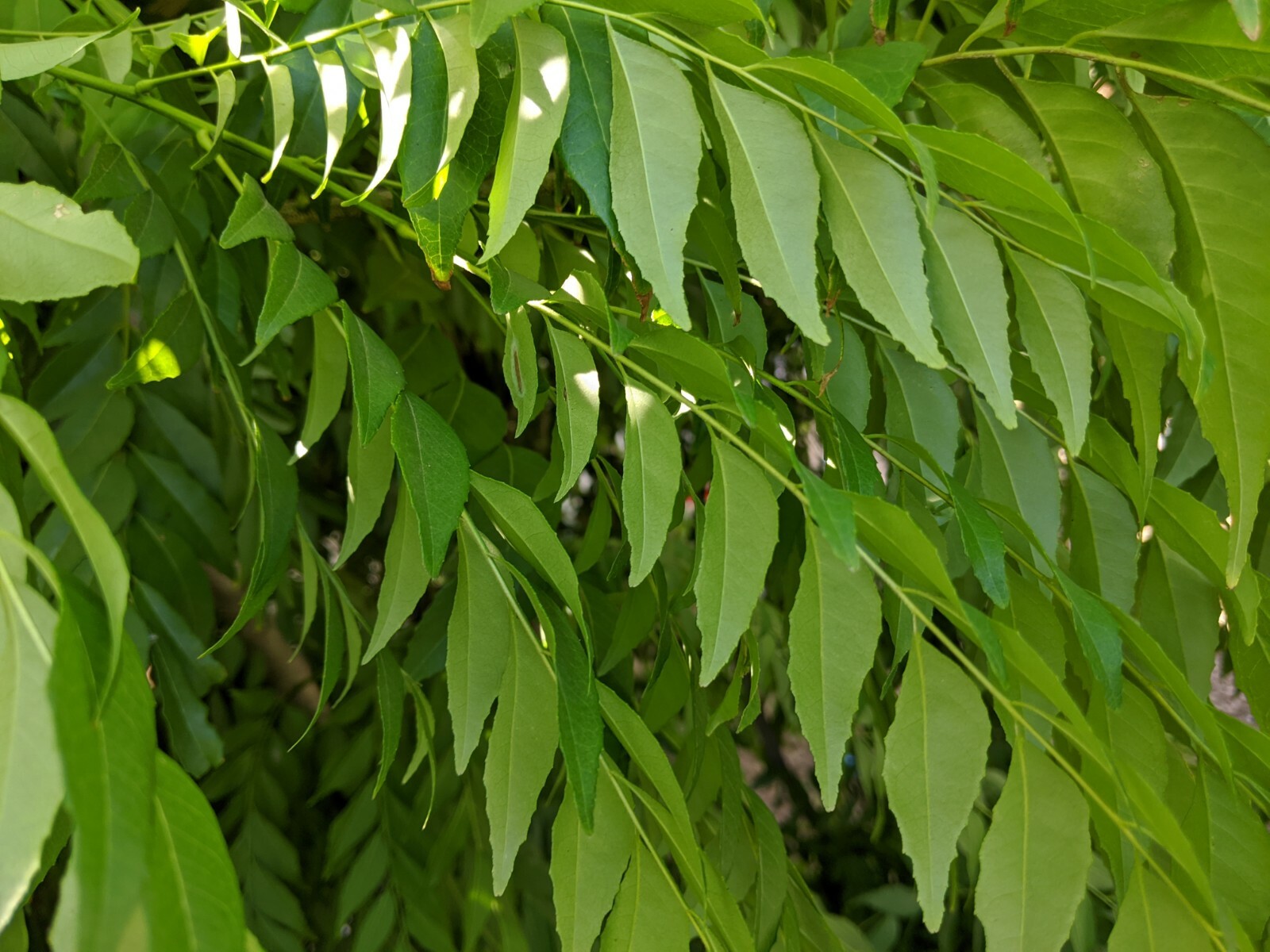 OFF SEASON PRICE-Fresh Curry Leaf - 1 lb (16 oz) - USDA Legal - Legal 50 States