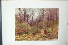 Original Old Vintage Print Colour C1920 View Gamekeeper'S Cot Trees Wood 20th