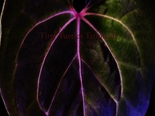 Anthurium Red Spider WITH FOLIAGE: rare imported for several months