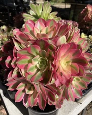 succulents live plants-Imported Aeonium Pink Witch Single Cutting（2.5”）