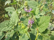 Psoralea syn Cullen corylifolium BABCHI Herb SEEDS!