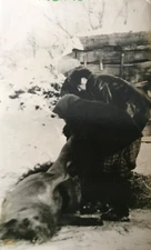 Scary photo People slaughtered a wild boar in the village Old Vintage Photo