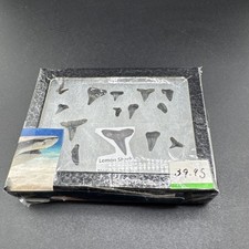 LEMON SHARK TOOTH REAL - WITH CASE 📦MEG TUB