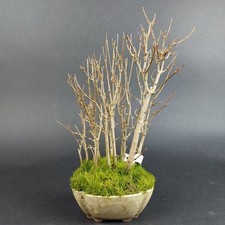 Bonsai - Dreispitzahorn, Acer Buergerianum Forest, Japan