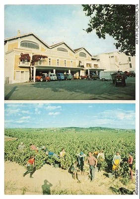 AXTP1-0089-34 - CAZOULS LES BEZIERS - La cave coopérative - Les vendanges