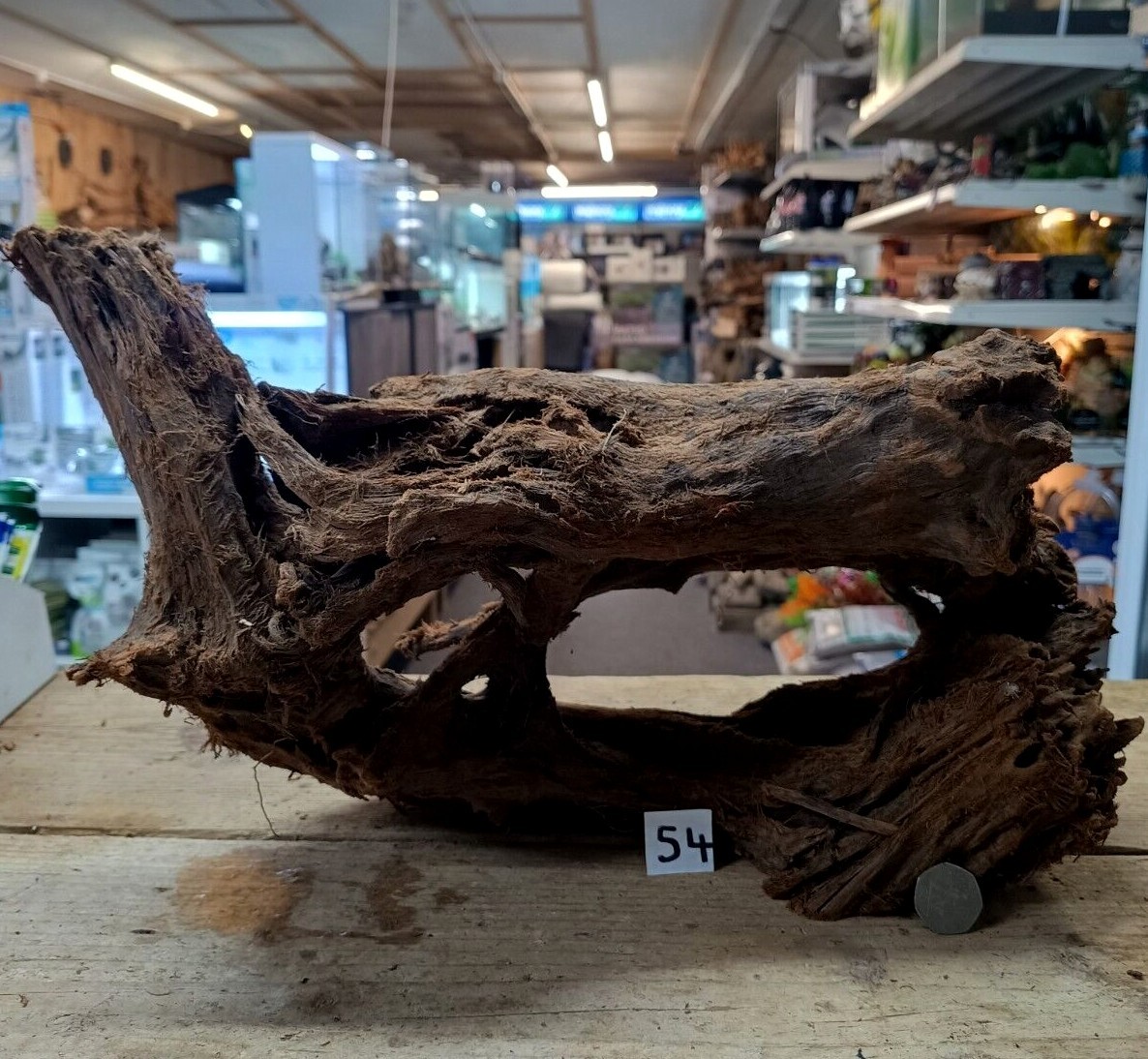 Large Mangrove 4447cm Root Bogwood Driftwood ideal for aquariums
