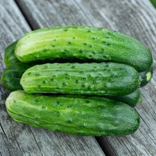 35 SPACEMASTER CUCUMBER SEEDS ~ heirloomseedguy ~ NON-GMO ~ 2026
