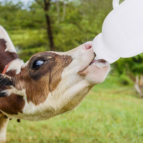 Futterautomaten Für Katzen Milchflasche Mit Pacifier Ziegen Krankenschwester - Bild 12 von 12