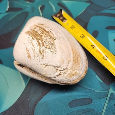 ~5'' Pismo Clam Shell With Scar - Whole