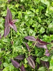 Wandering Jew 30 Cuttings / 3-4 Variety