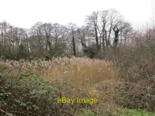 Photo 6x4 Reedbed, Idle Valley Nature Reserve Sutton Cum Lound  c2022