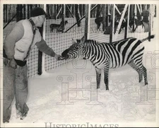1950 Press Photo Burnett Park Zoo Keeper Dan Hanley with Zebra in Snow