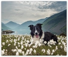Custom Border Collie in Meadow Flowers Fleece Blanket Throw 50x60 bed sofa lap