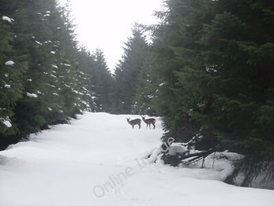 Photo 6x4 Roe Deer on the Kilbo Path King's Seat/NO2471  c2010