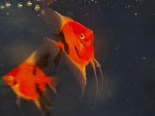 4 PINK AND BLACK ANGELFISH Live Fish ANGEL FISH FRESHWATER 2" BODY PRE BREEDERS