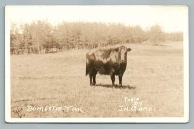 Domestic Yak JH Gano RPPC Antique ALBERTA Canadian Photo~1930s