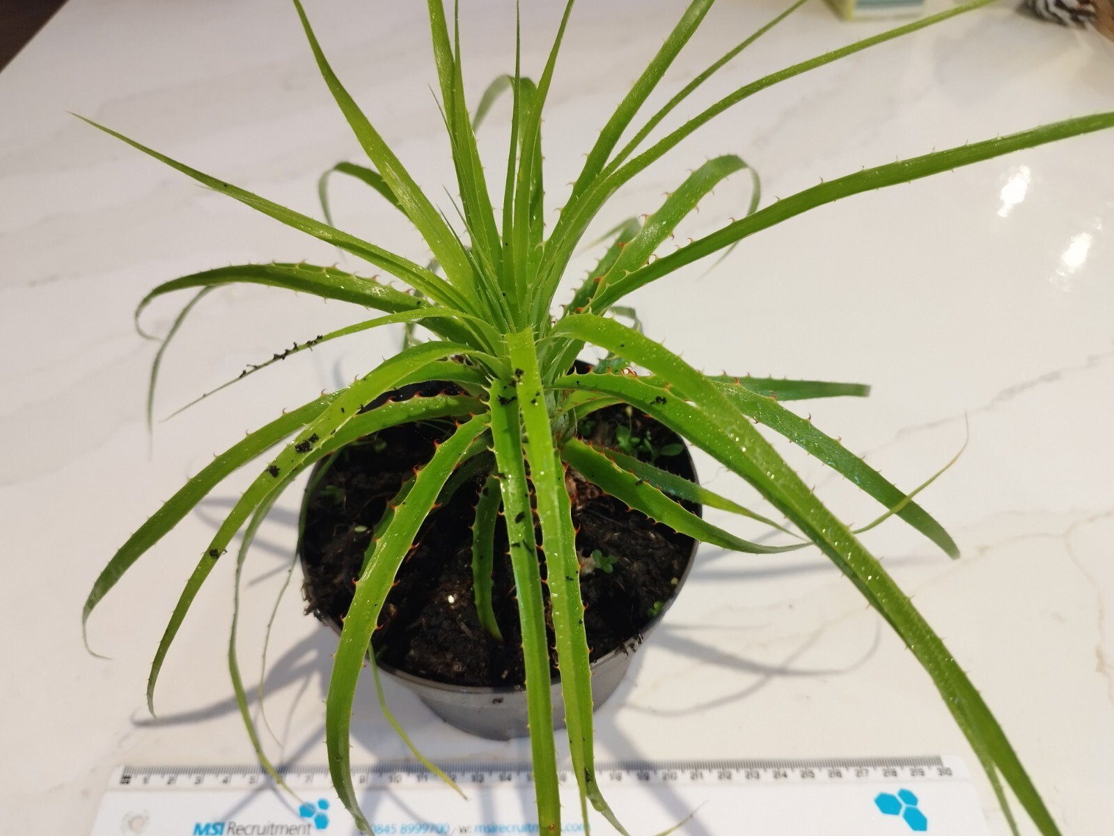 outdoor plants and shrubs potted eBay