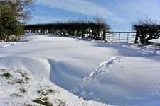 Photo 6x4 Almost Virgin Snow, Goosecroft Lane East Harlsey An animal had  c2012