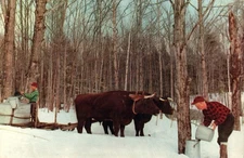 Maple Sap Harvesting with Oxen in Snow Vermont Winter Scene Giant 6x9 Postcard