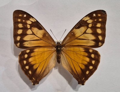 MORPHO AEGA  female yellow form from BRAZIL