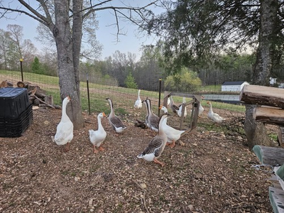 #ad 6 Goose Hatching Eggs $29.99