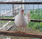 Pumkin Hulsey Chicken 6 Hatching Eggs — photo 5