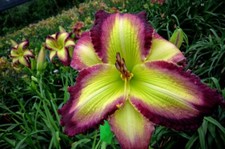 COME SAIL AWAY     Daylilies   2 fans Return and multiply yearly World's Finest