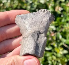 Florida Fossil Deer Antler 2.46” Mammal Ice Age Pleistocene Bones Odocoileus