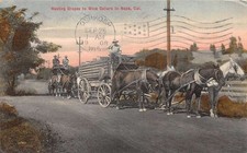 Napa California Wagons Hauling Grapes to Wine Cellars Vintage Postcard AA111772