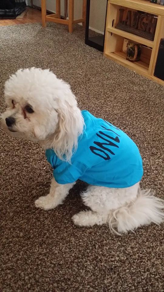 NWT Doggieduds Pet Fashion Puppy Dog Clothes Tshirt Only Child Blue