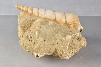 Fossil Turritella Shell on Matrix from Touraine, France 9.7  cm  # 20658