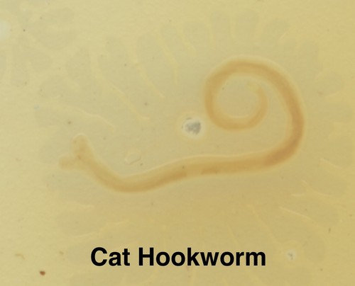 PARASITE Microscope Slide Set DEADLY DISEASE Insect WHOLE MOUNT Helminth Worm - Picture 4 of 7