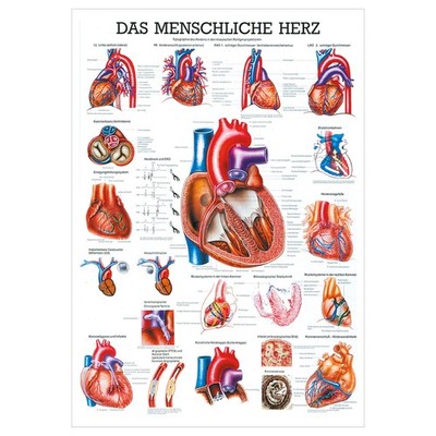 Das Herz Mini-Poster Anatomie 34x24 cm medizinische Lehrmittel