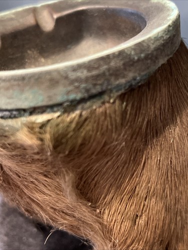 Hoof Ashtray Taxidermy Antique Split Hoof Deer Or Elk - Buffalo? 4.5 X6x3.5” - Picture 8 of 14